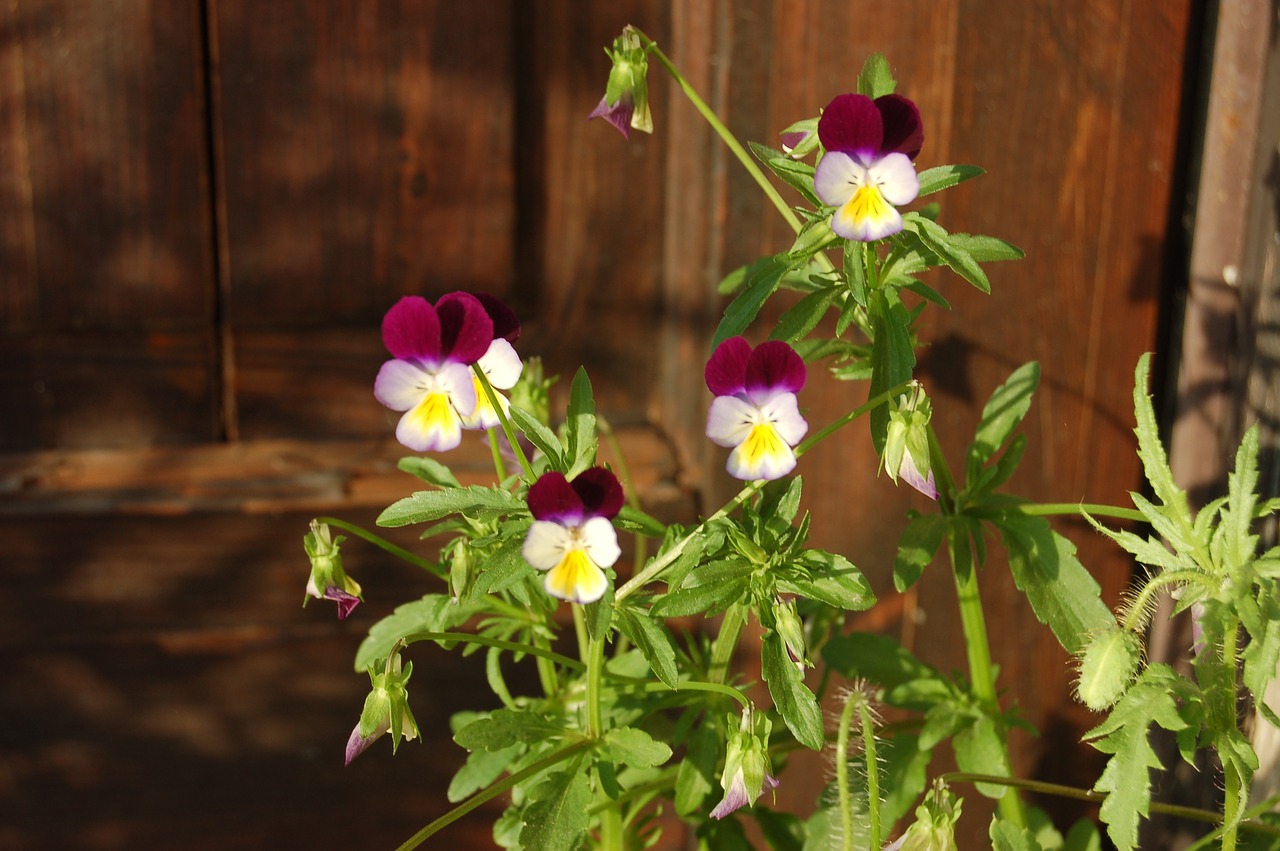 flower  nature  garden free photo