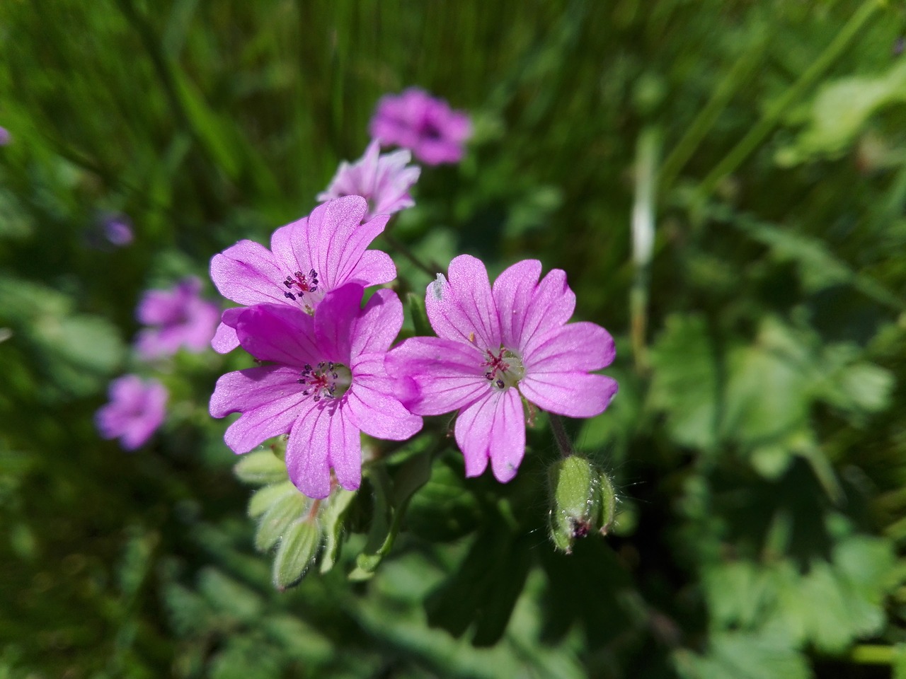 flower  flora  nature free photo