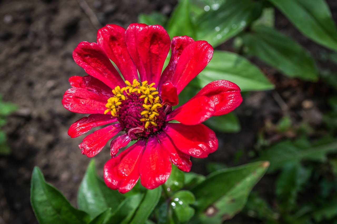 flower  garden  nature free photo