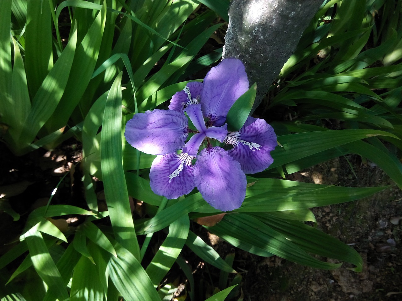 flower  leaf  nature free photo