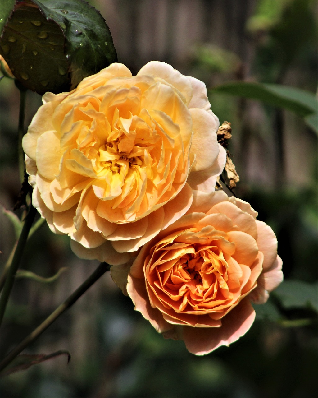 flower  rose  flora free photo