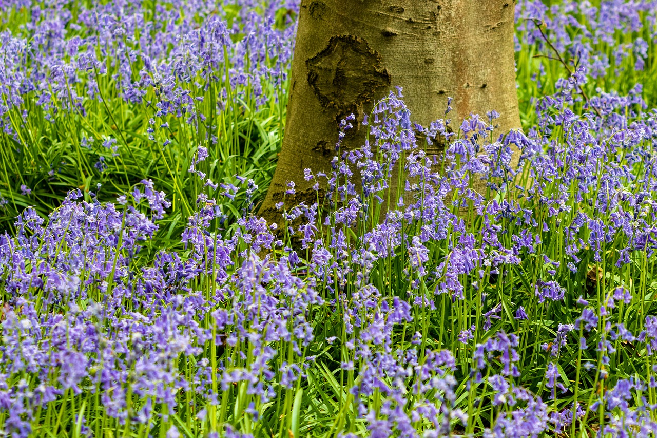 flower  nature  plant free photo