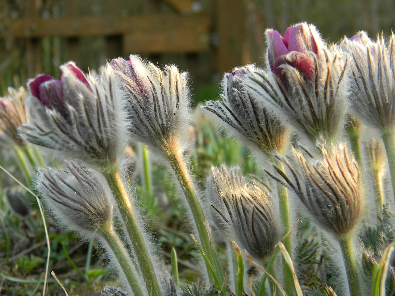 flower  nature  plant free photo