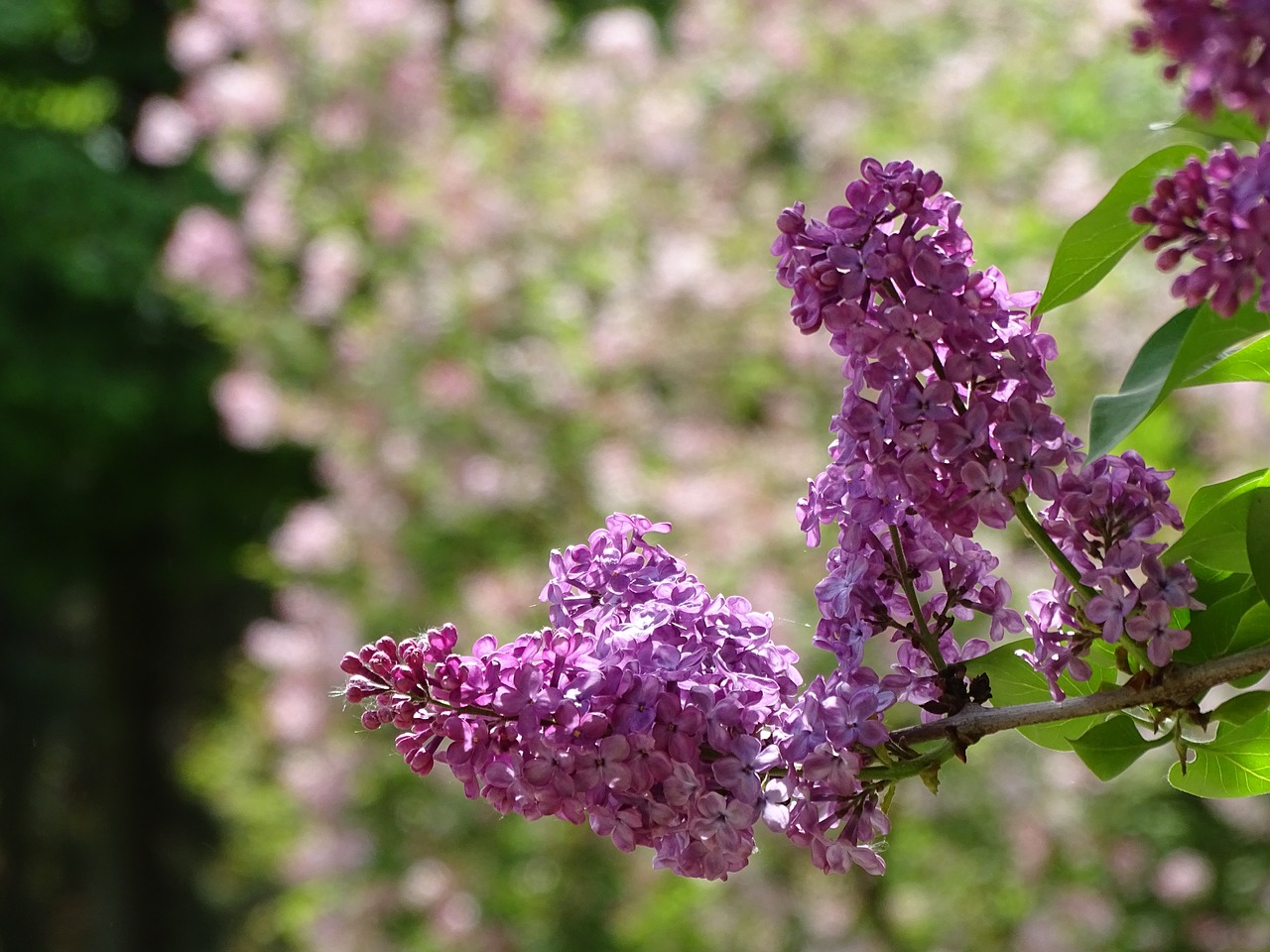 flower  plant  nature free photo