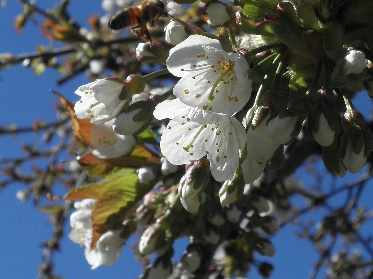 blossom bloom cherry free photo