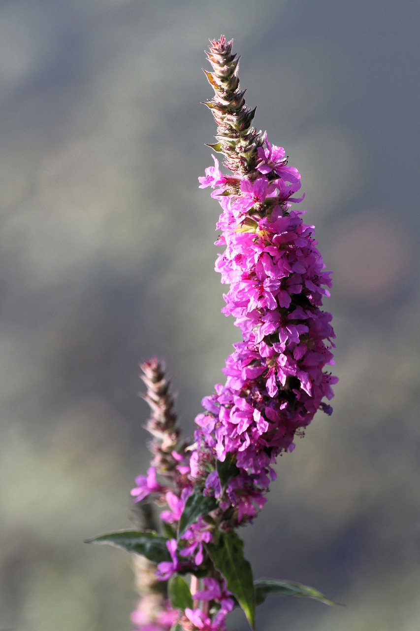 flower  nature  plant purple free photo