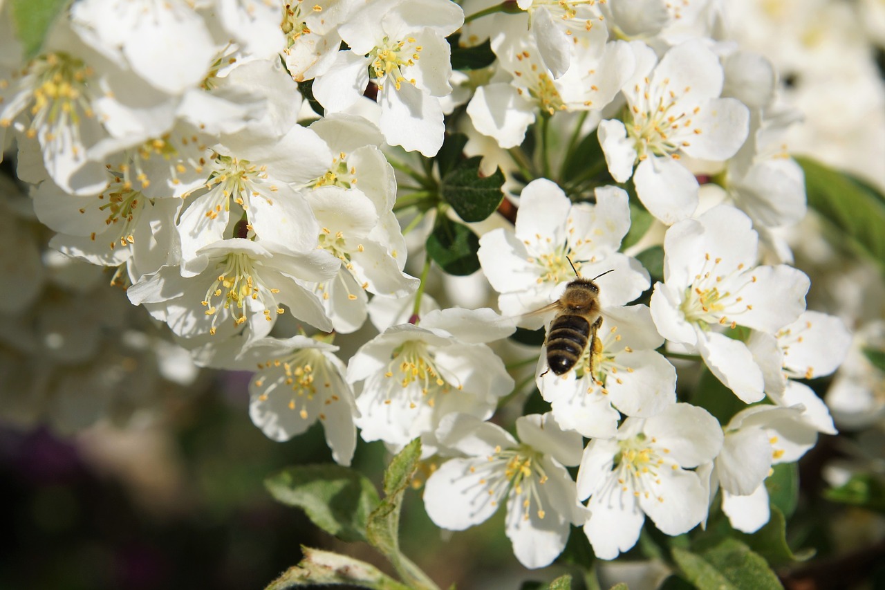 flower  nature  plant free photo