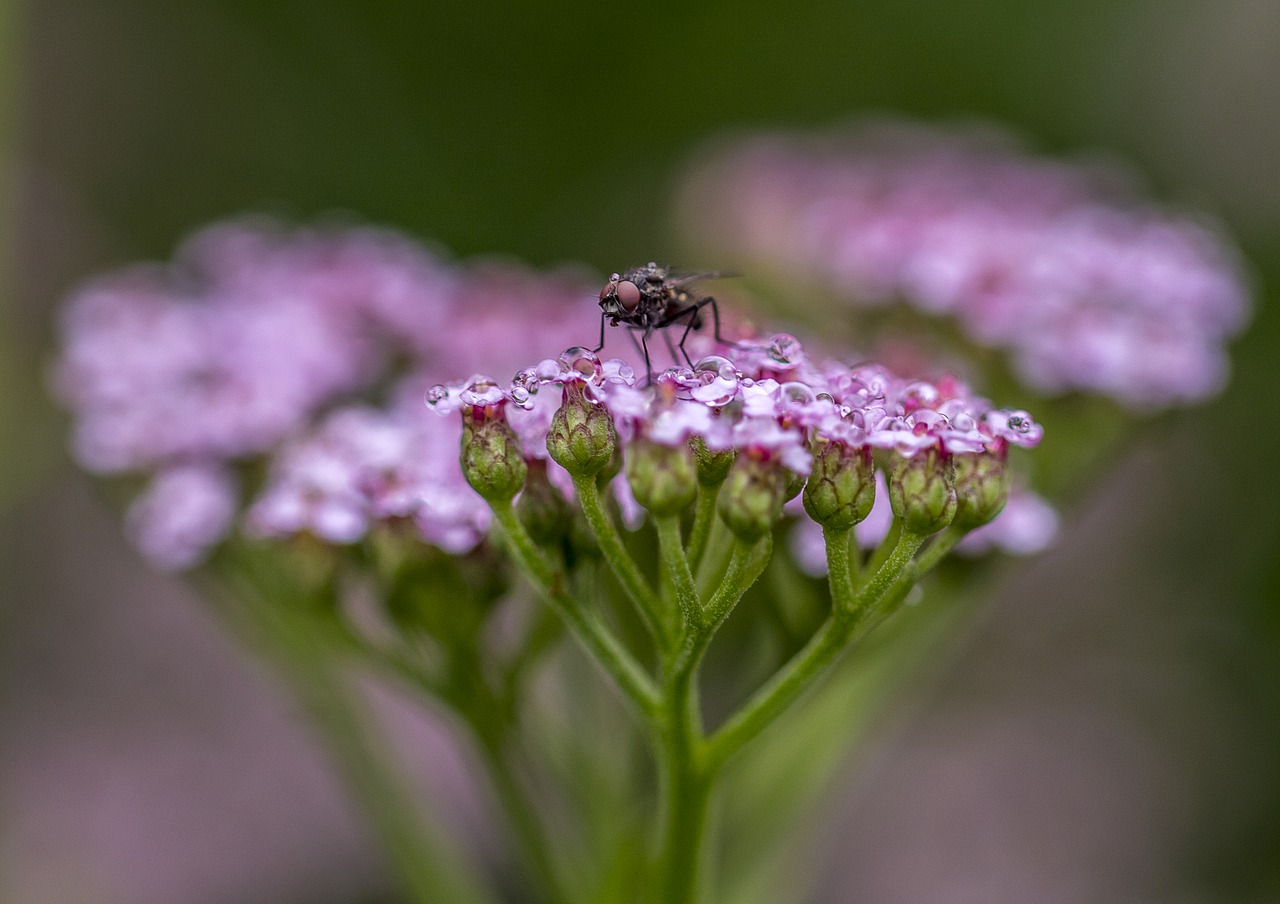 flower  nature  plant free photo