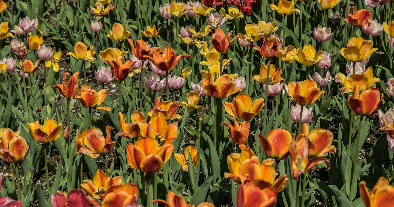 flower  tulip field  flowers free photo