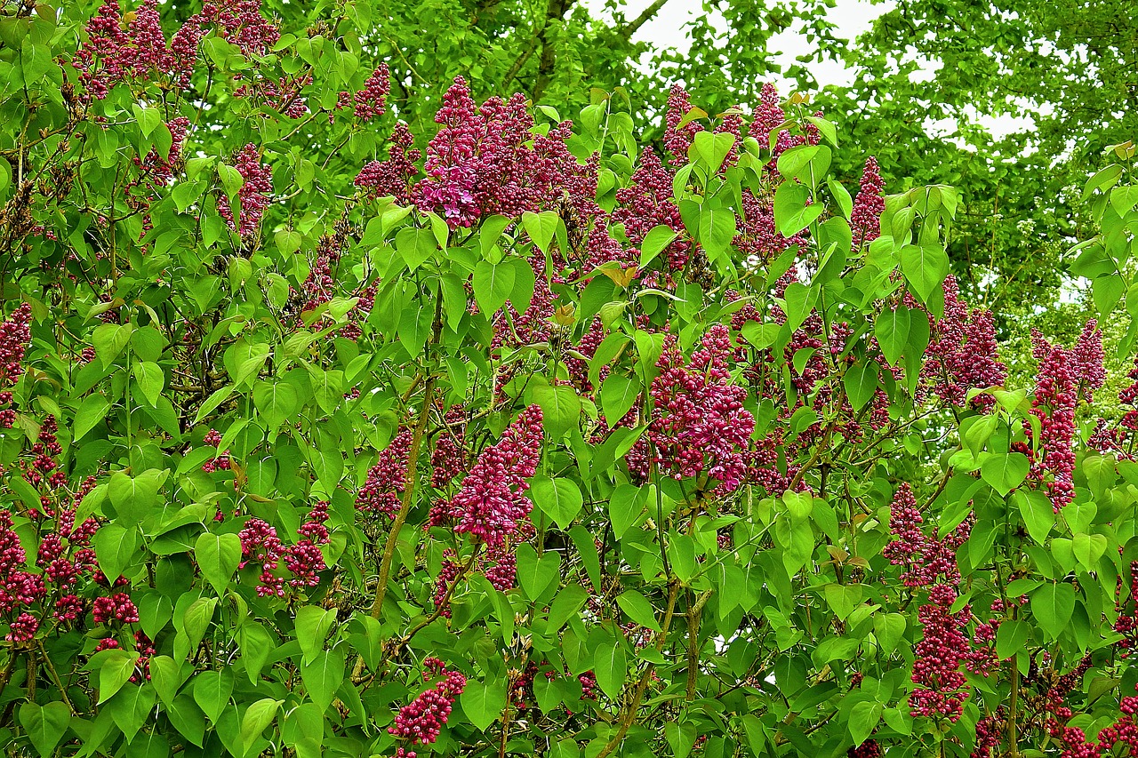 flower  nature  tree free photo