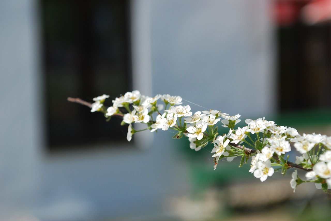 flower  plant  nature free photo