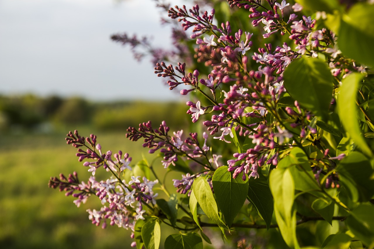 flower  nature  plant free photo