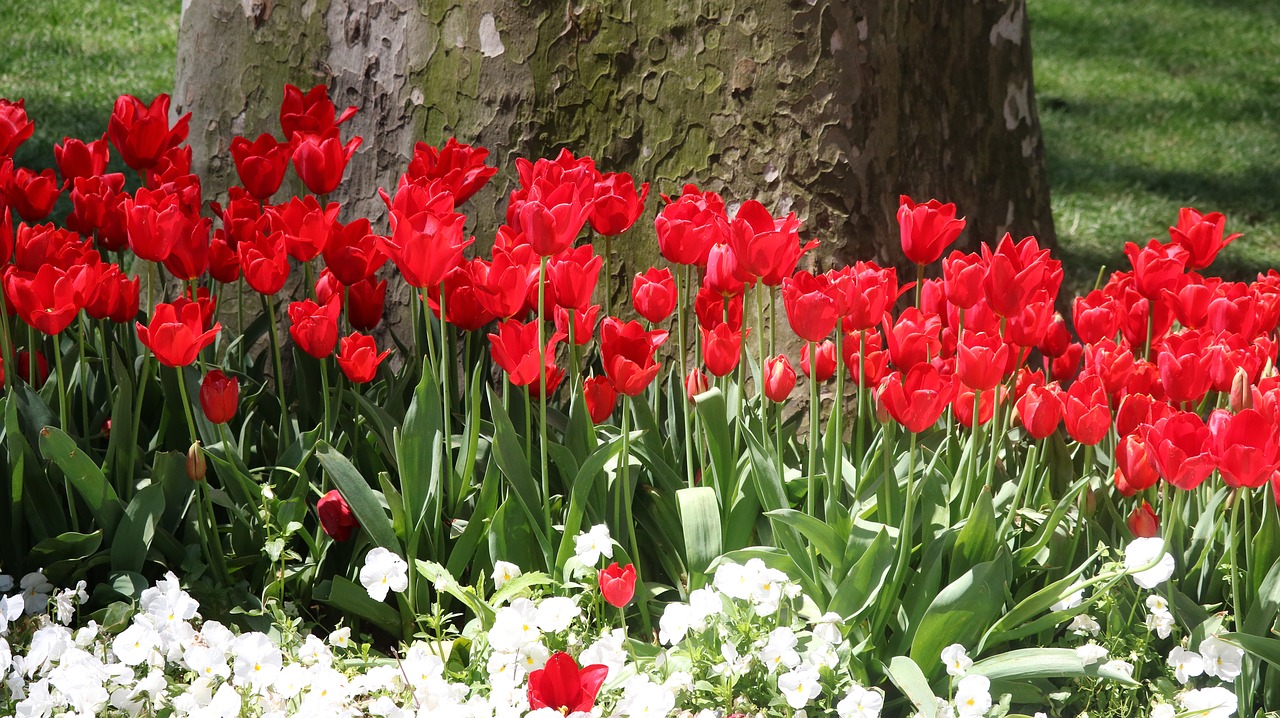 flower  tulip  garden free photo