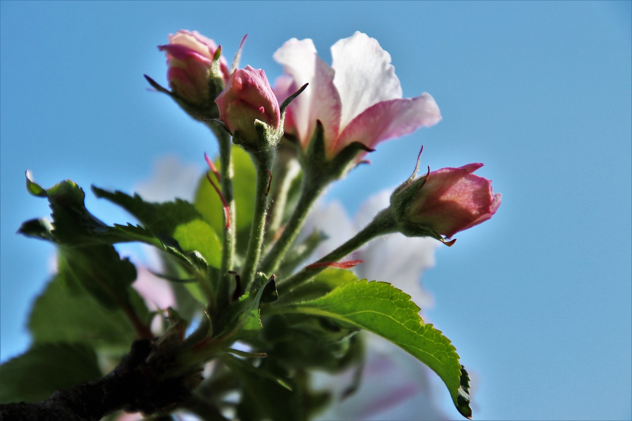 flower  nature  plant free photo