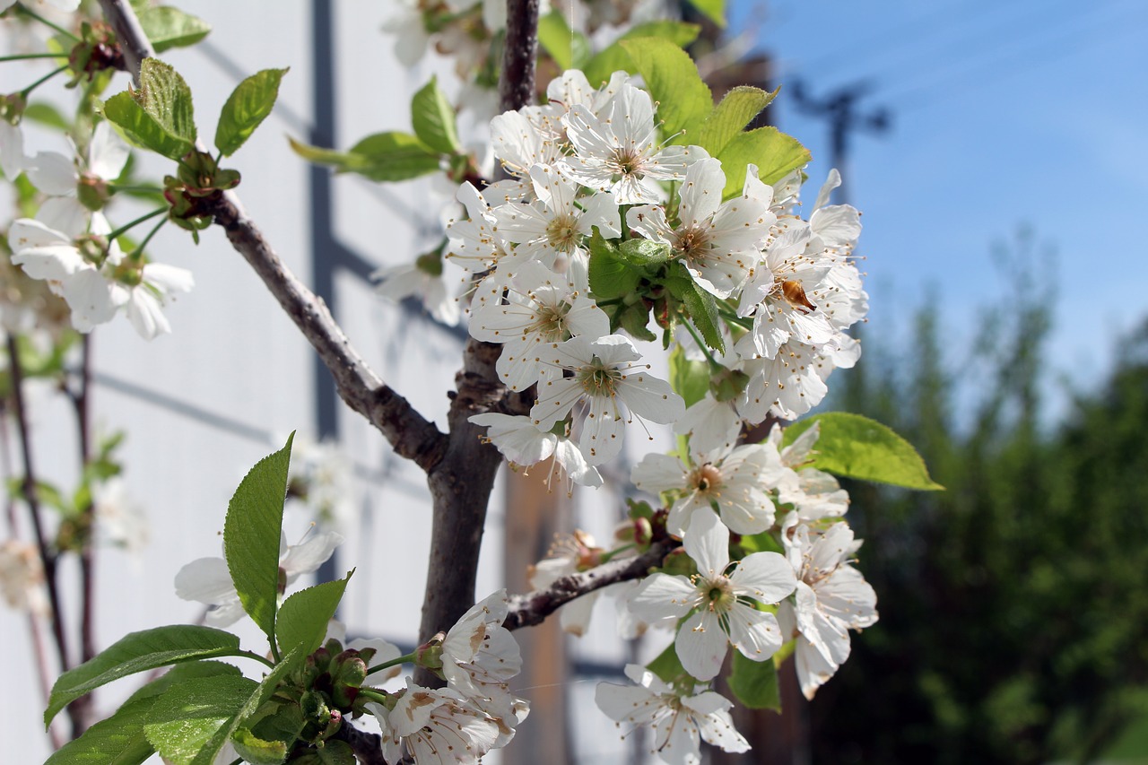 flower  tree  nature free photo