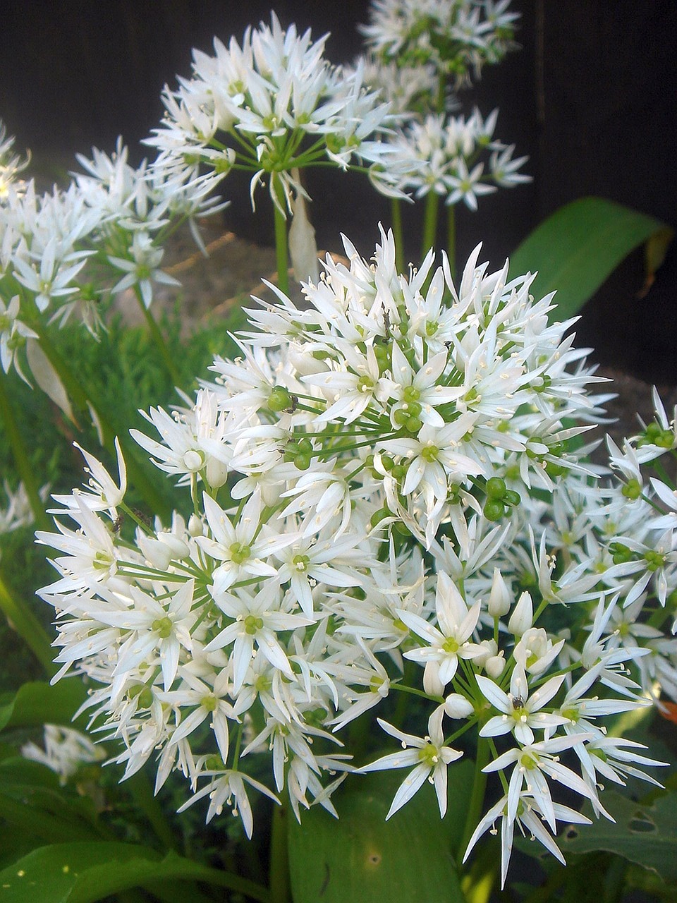 flower herbs garlic free photo