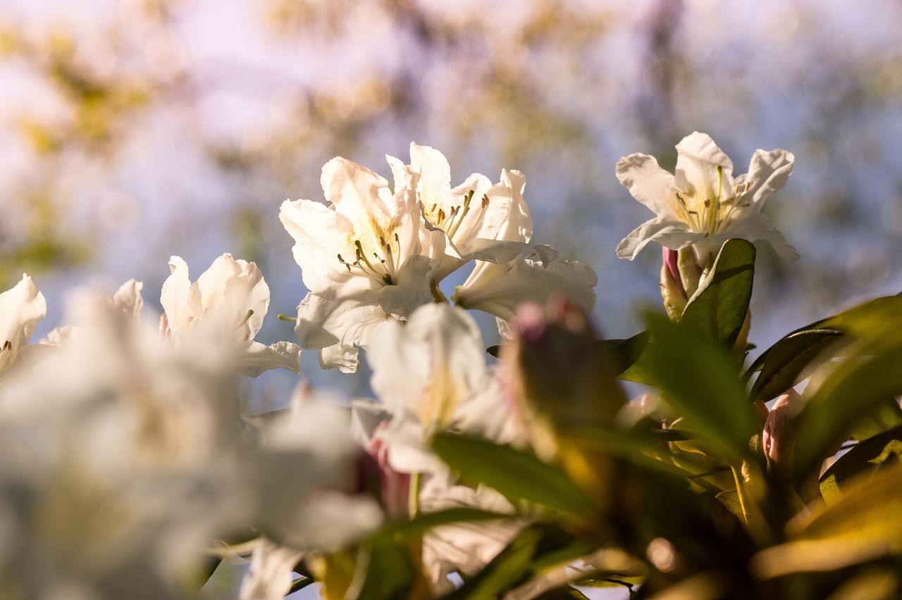 flower  nature  plant free photo