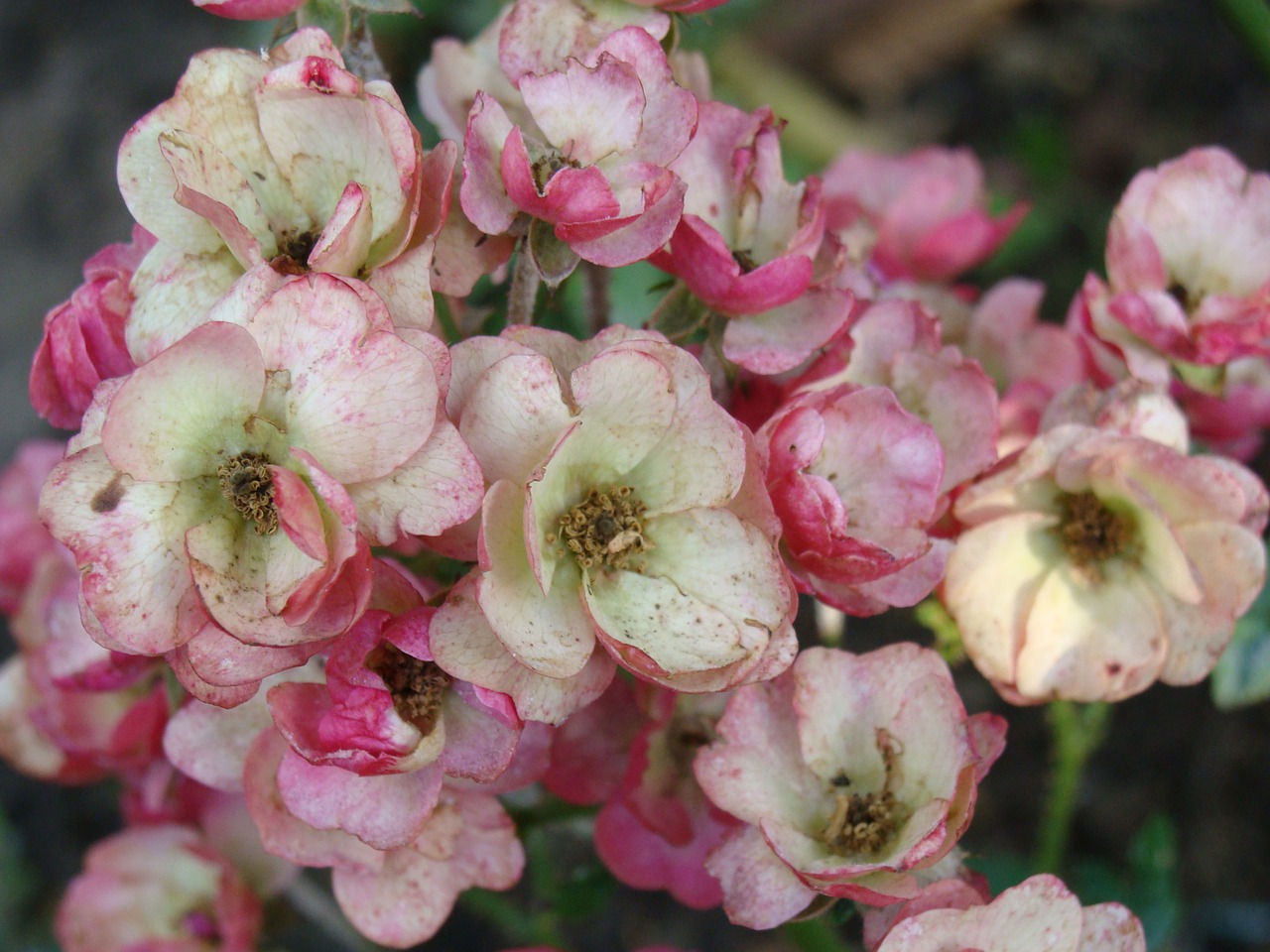 flower  plant  nature free photo