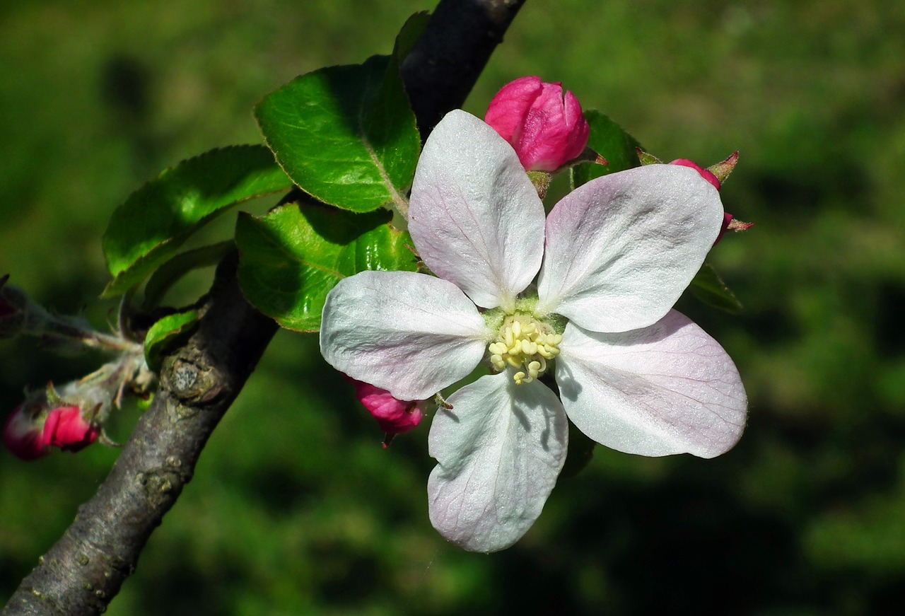 flower  apple  sprig free photo