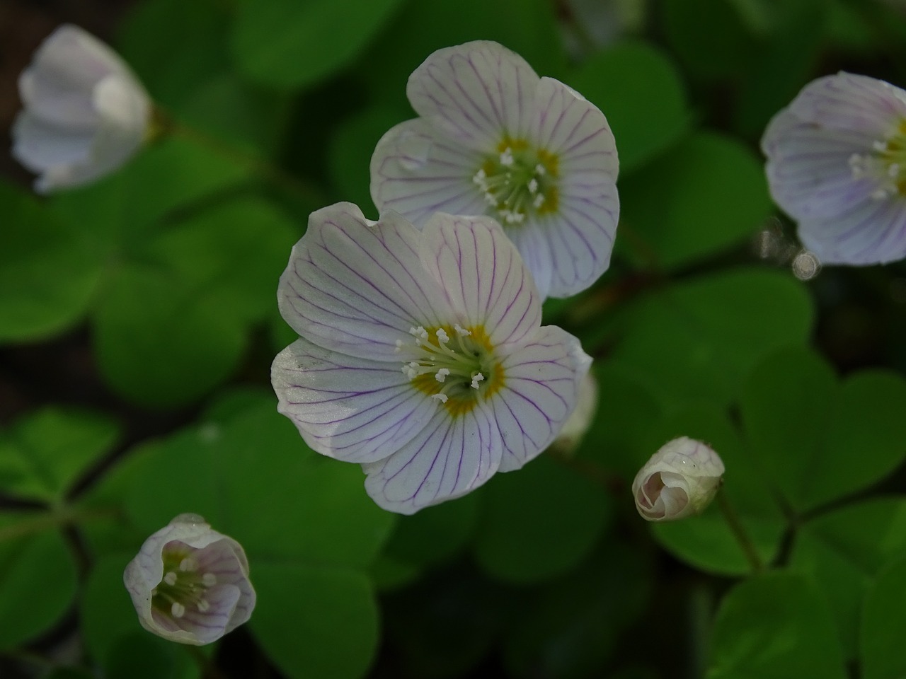 flower  macro  white free photo