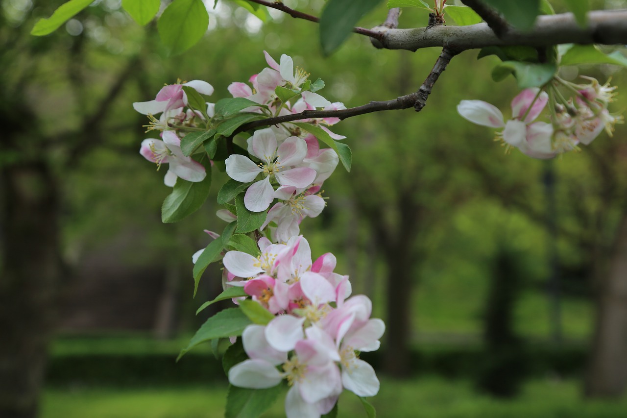 flower  tree  nature free photo