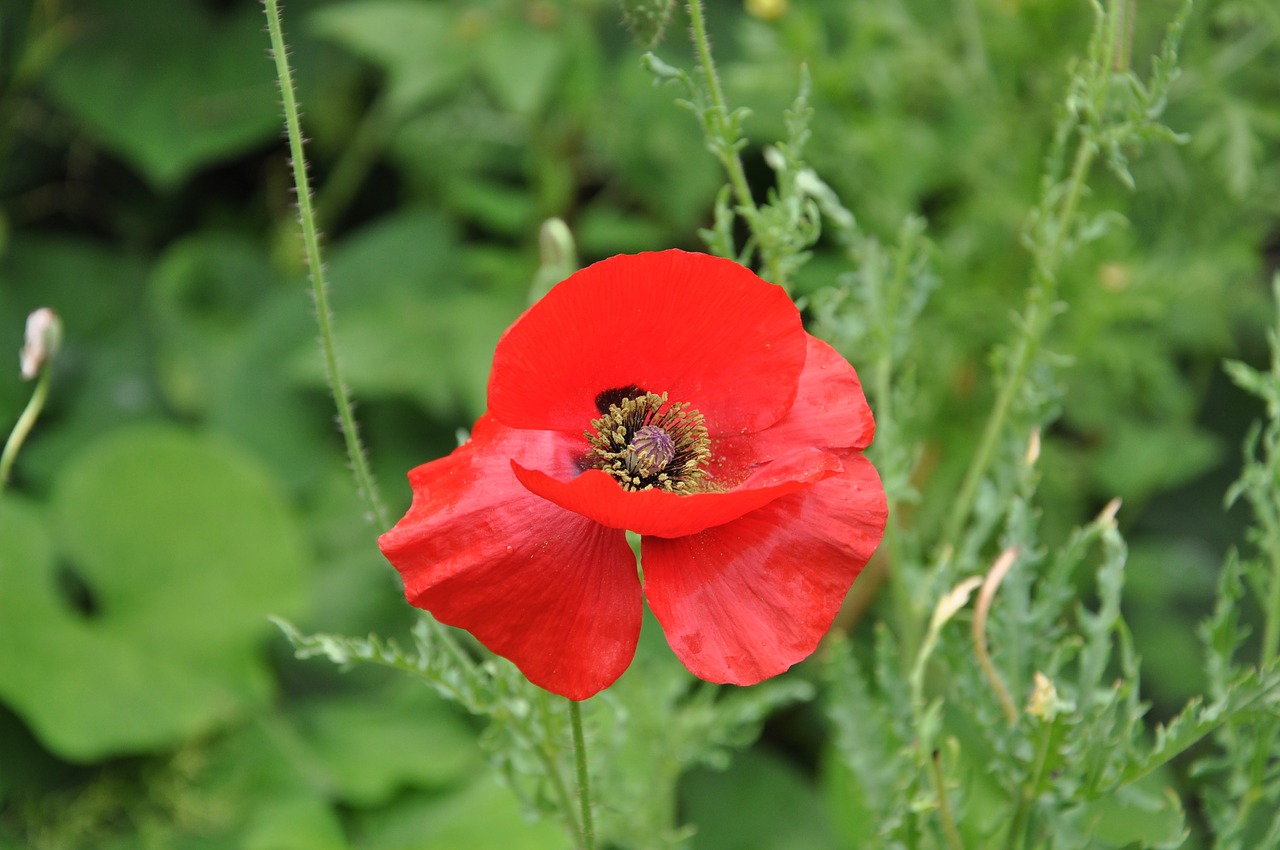 flower  nature  plant free photo