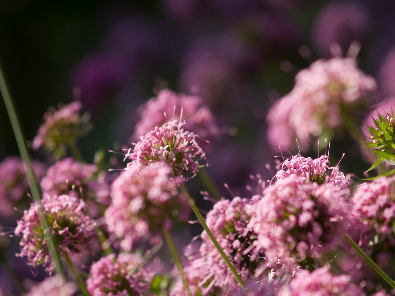 flower  plant  nature free photo