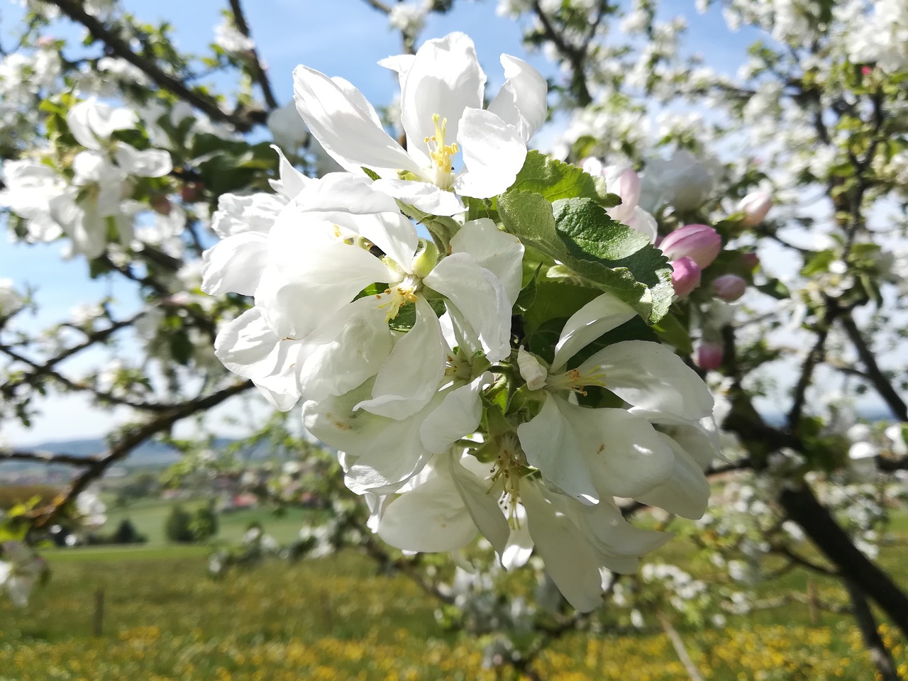 flower  tree  branch free photo