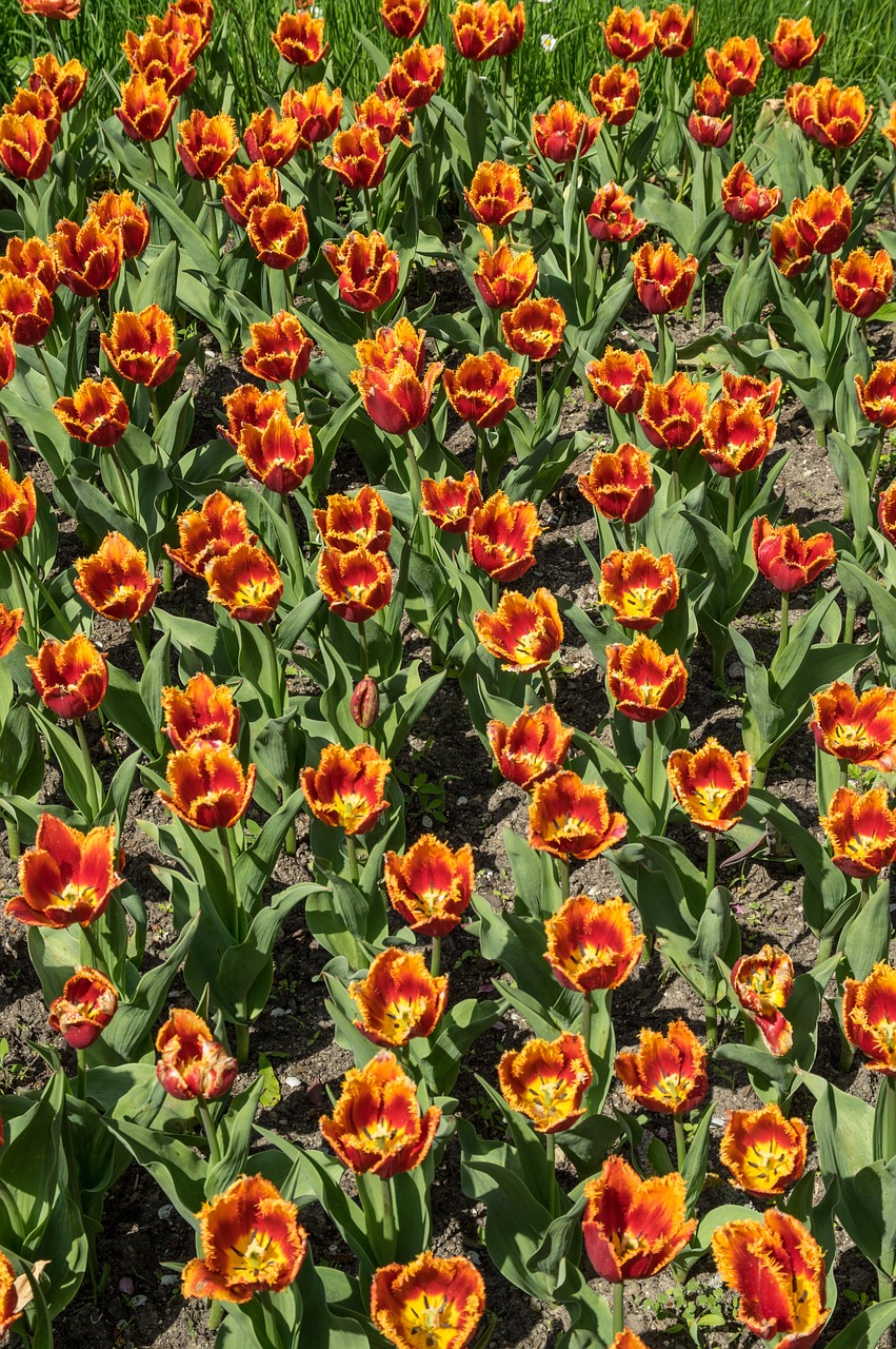 flower  tulip  tulip field free photo