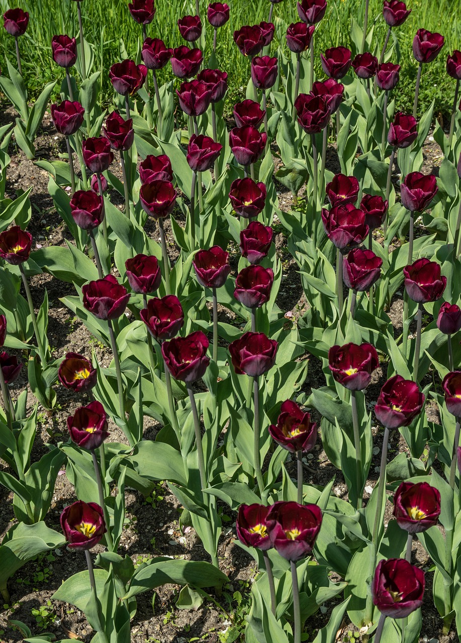 flower  tulip  tulip field free photo