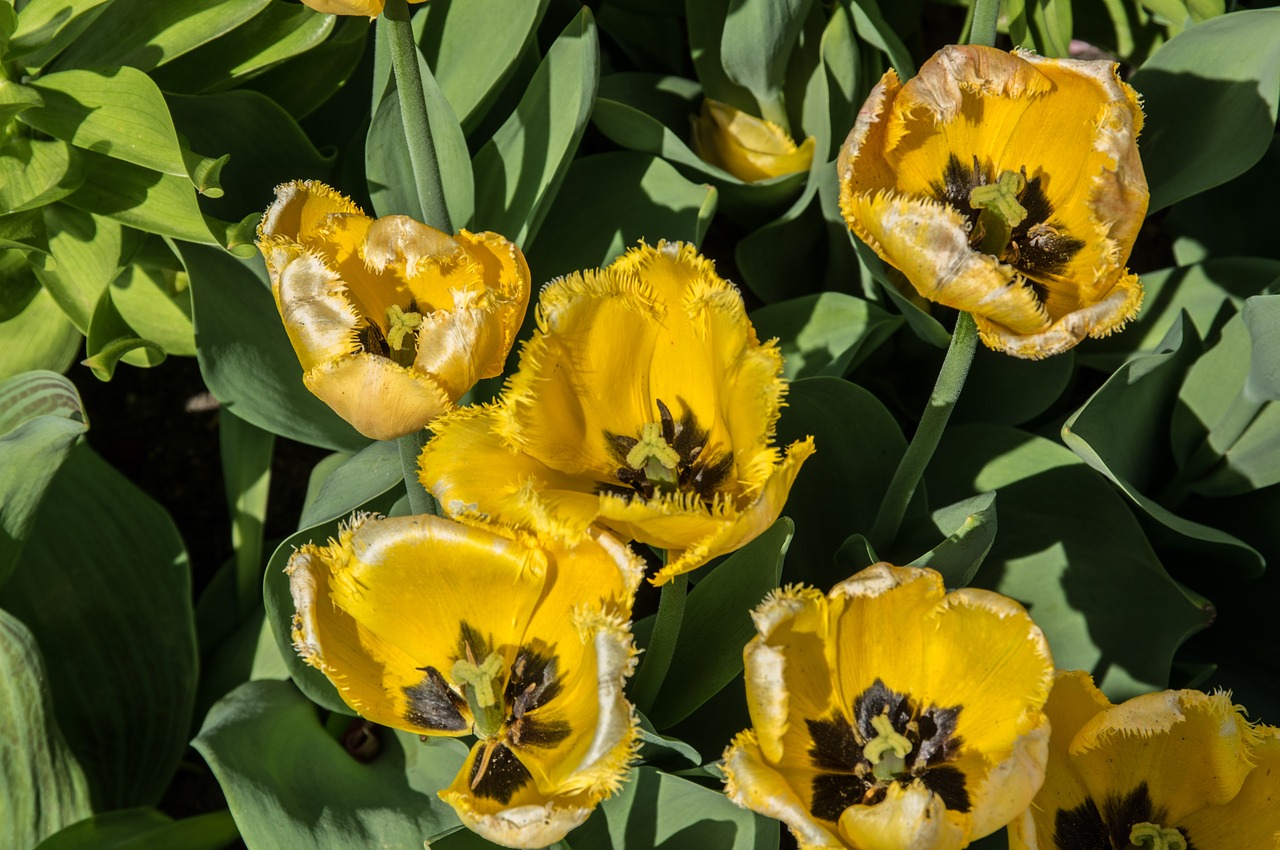 flower  tulip  plant free photo