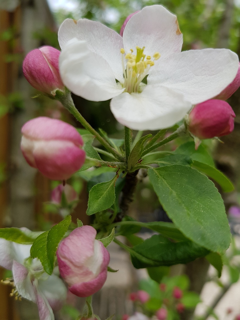 flower  nature  plant free photo