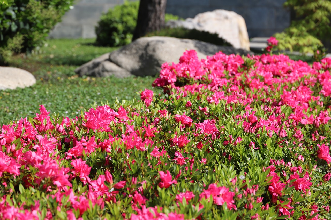 flower  nature  garden free photo