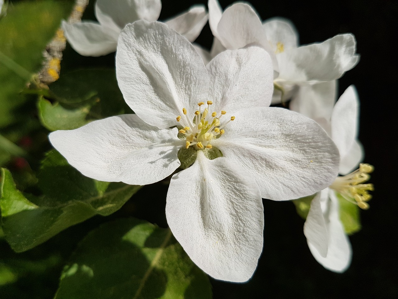 flower  plant  nature free photo