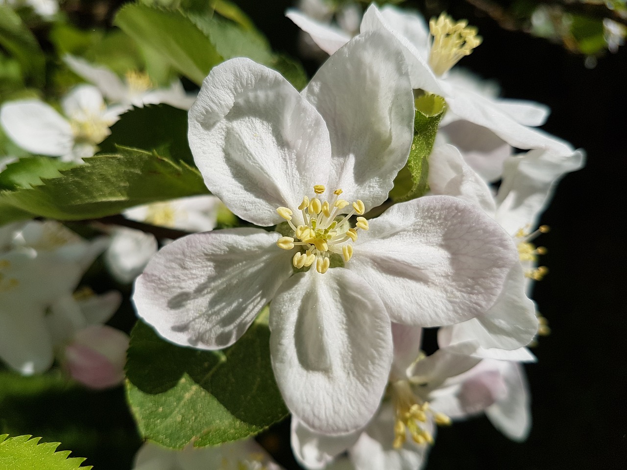 flower  plant  nature free photo