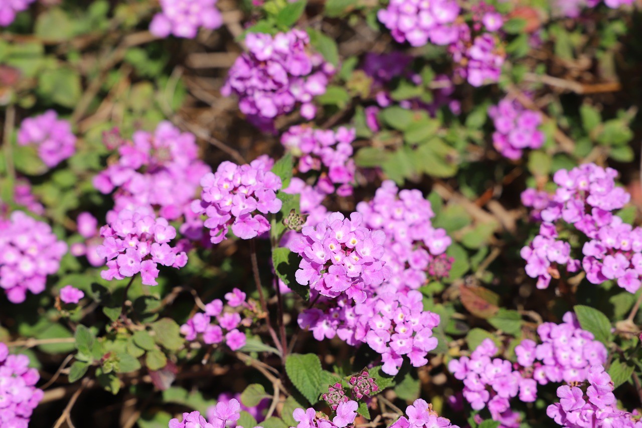 flower  plant  garden free photo