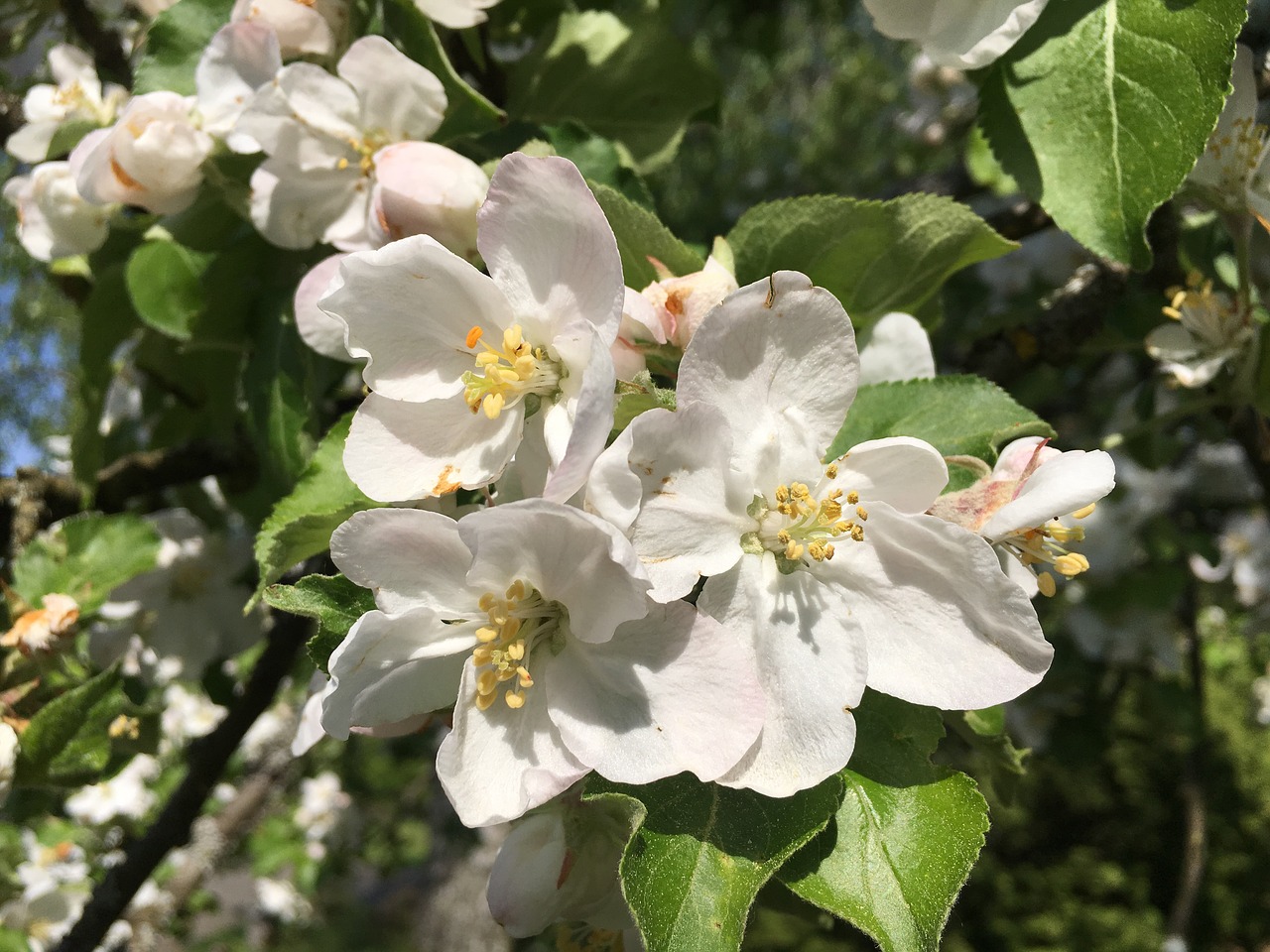 flower  plant  nature free photo