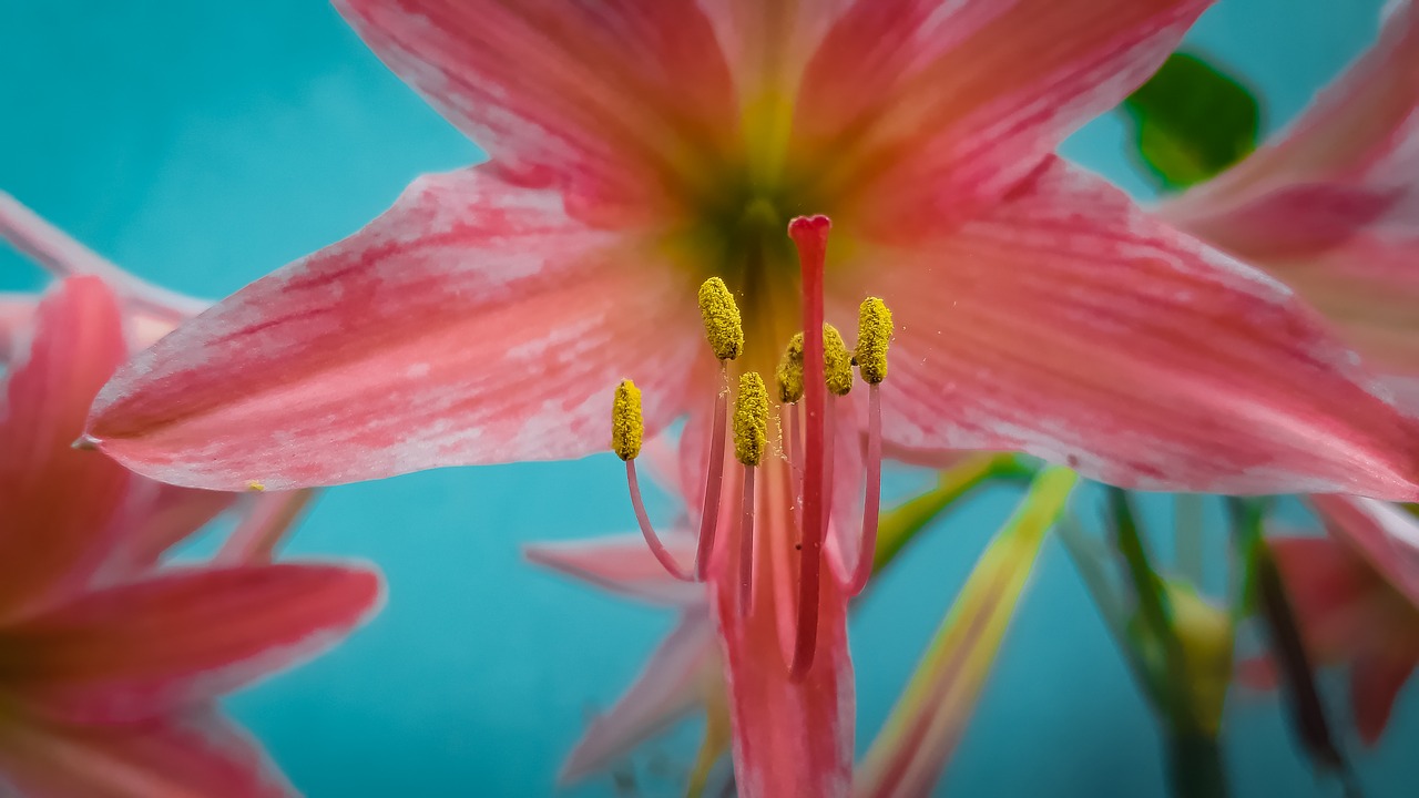 flower  lily  nature free photo