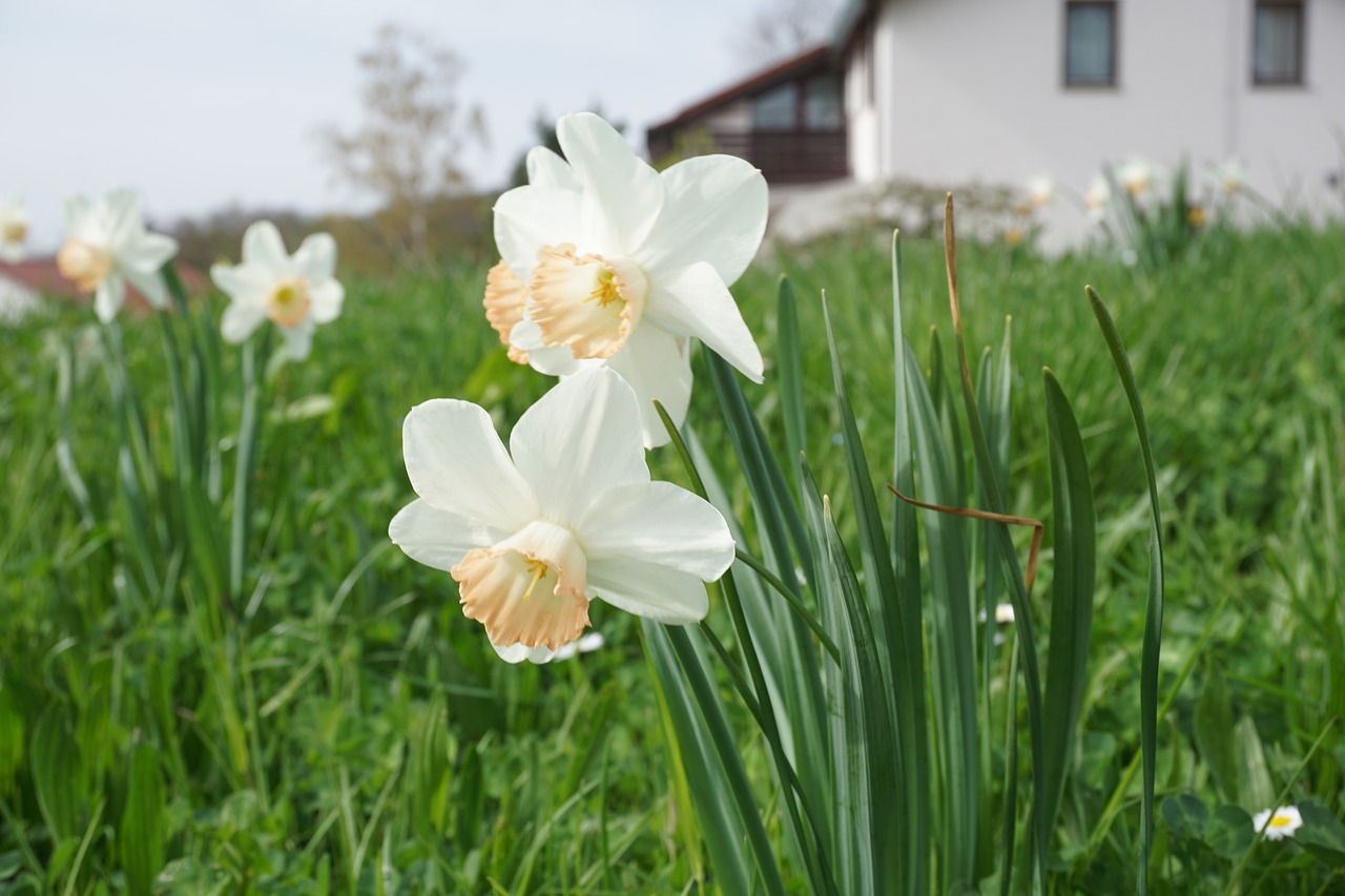 flower  plant  nature free photo