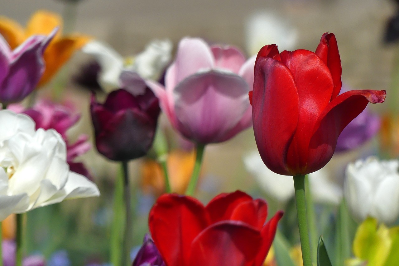 flower  nature  tulip free photo