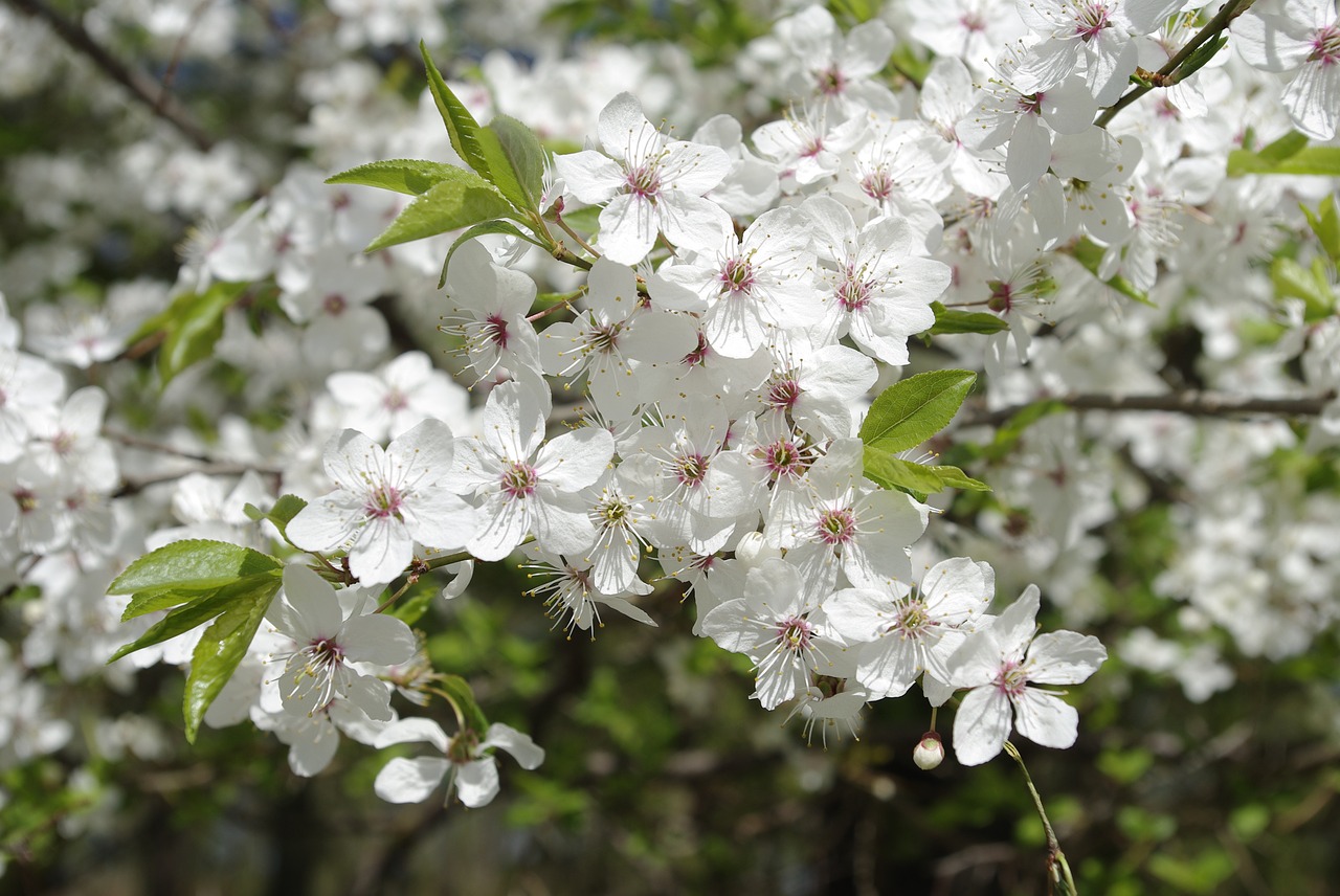 flower  plant  cherry free photo