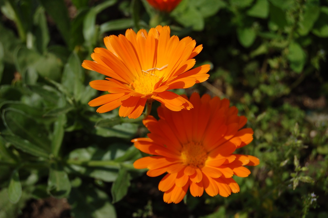 flower  summer  calendula free photo