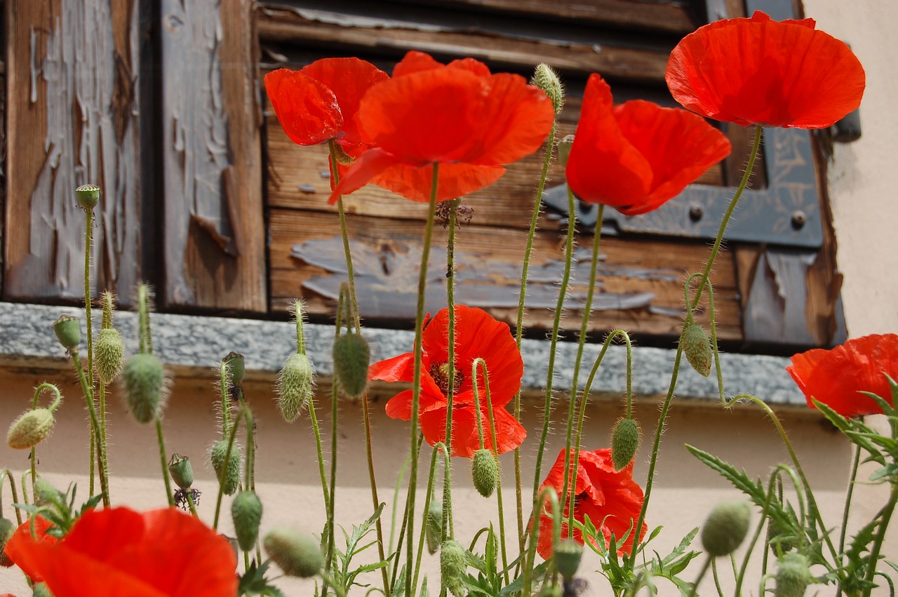 flower  nature  poppies free photo