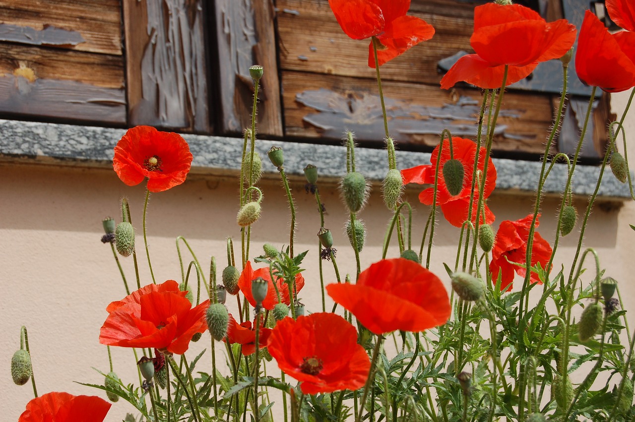 flower  nature  poppies free photo