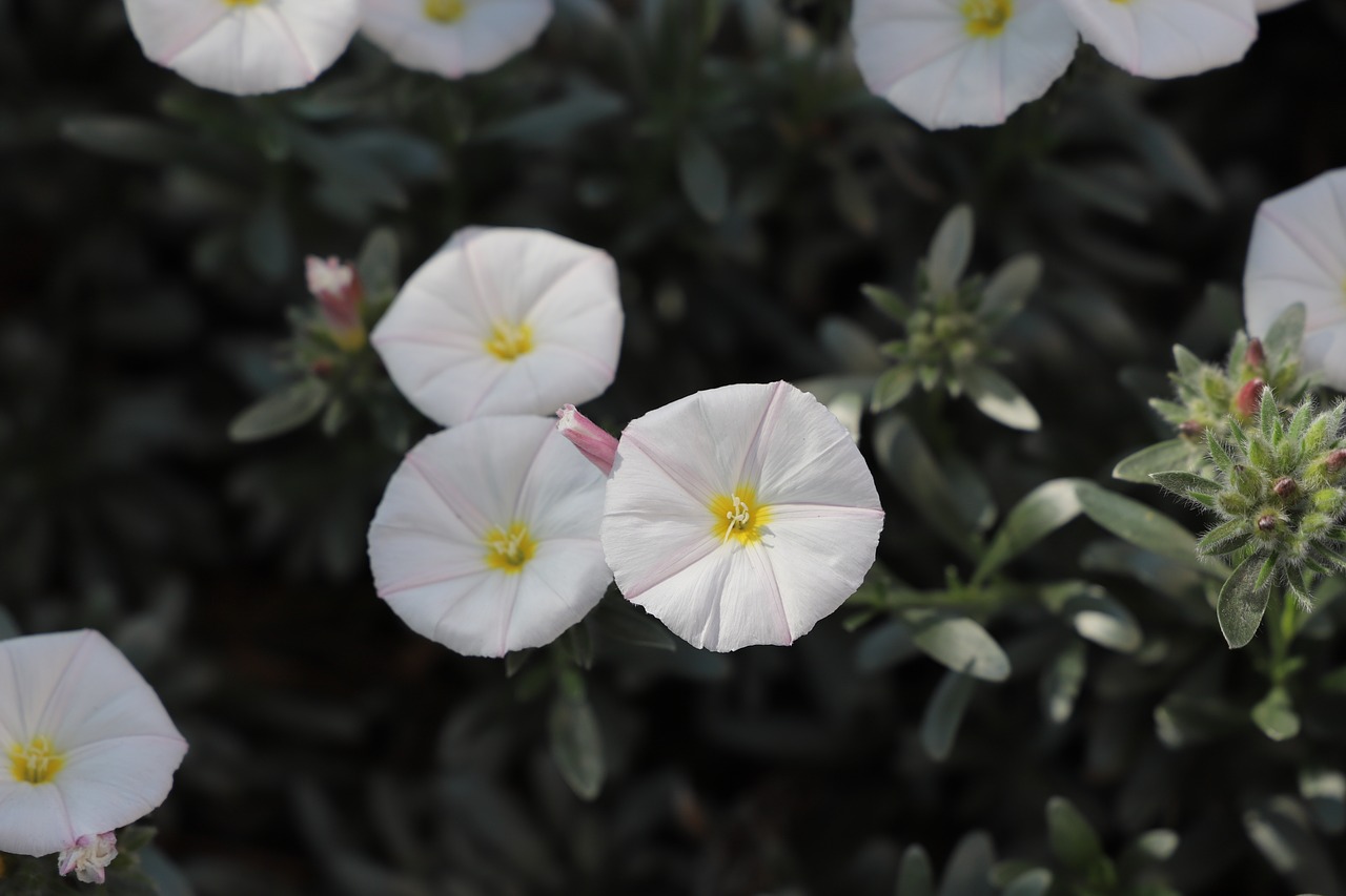 flower  plant  nature free photo