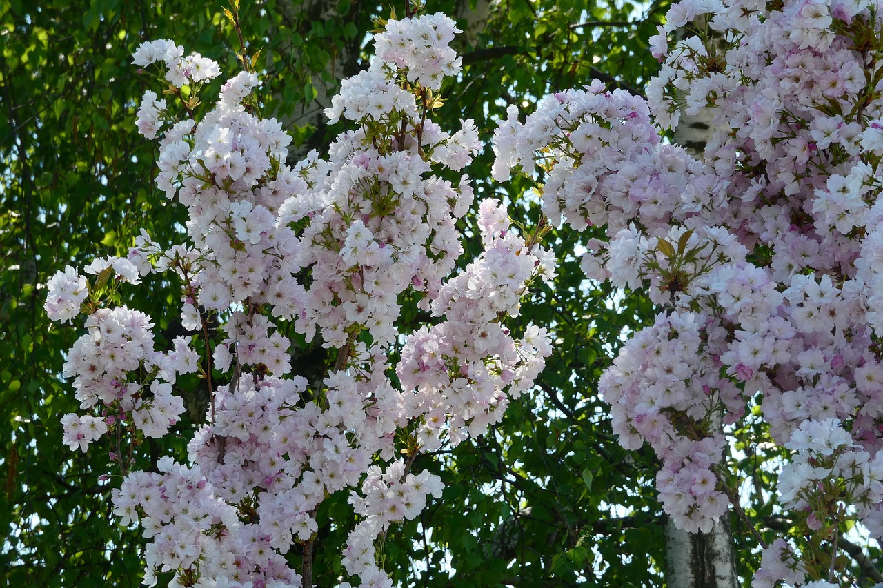 flower  plant  tree free photo