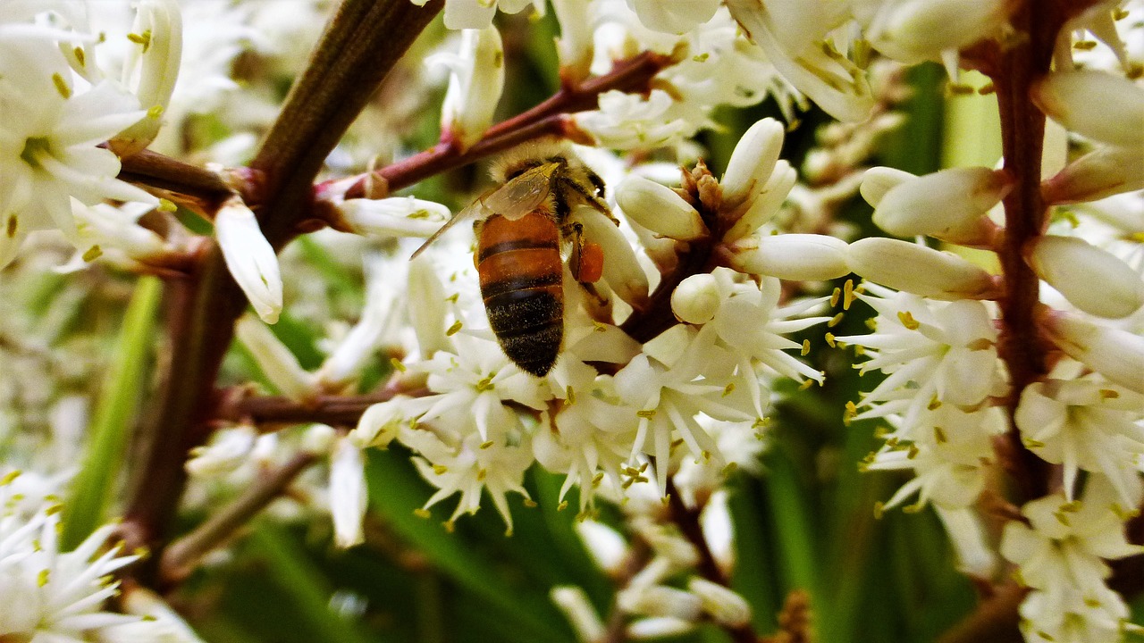 flower  bee  nature free photo