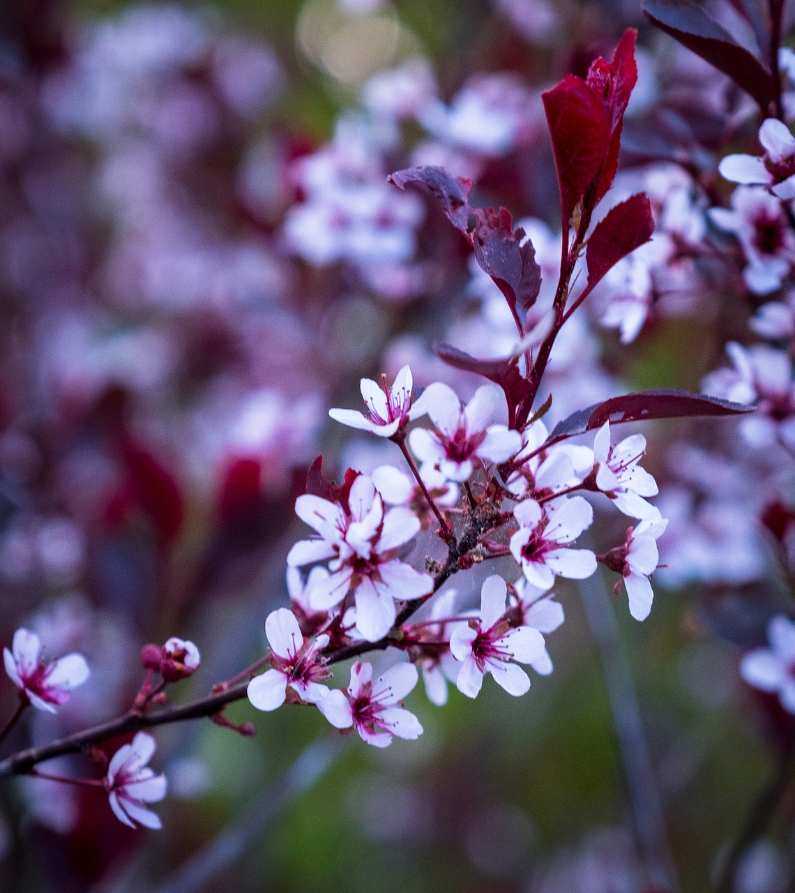 flower  plant  nature free photo