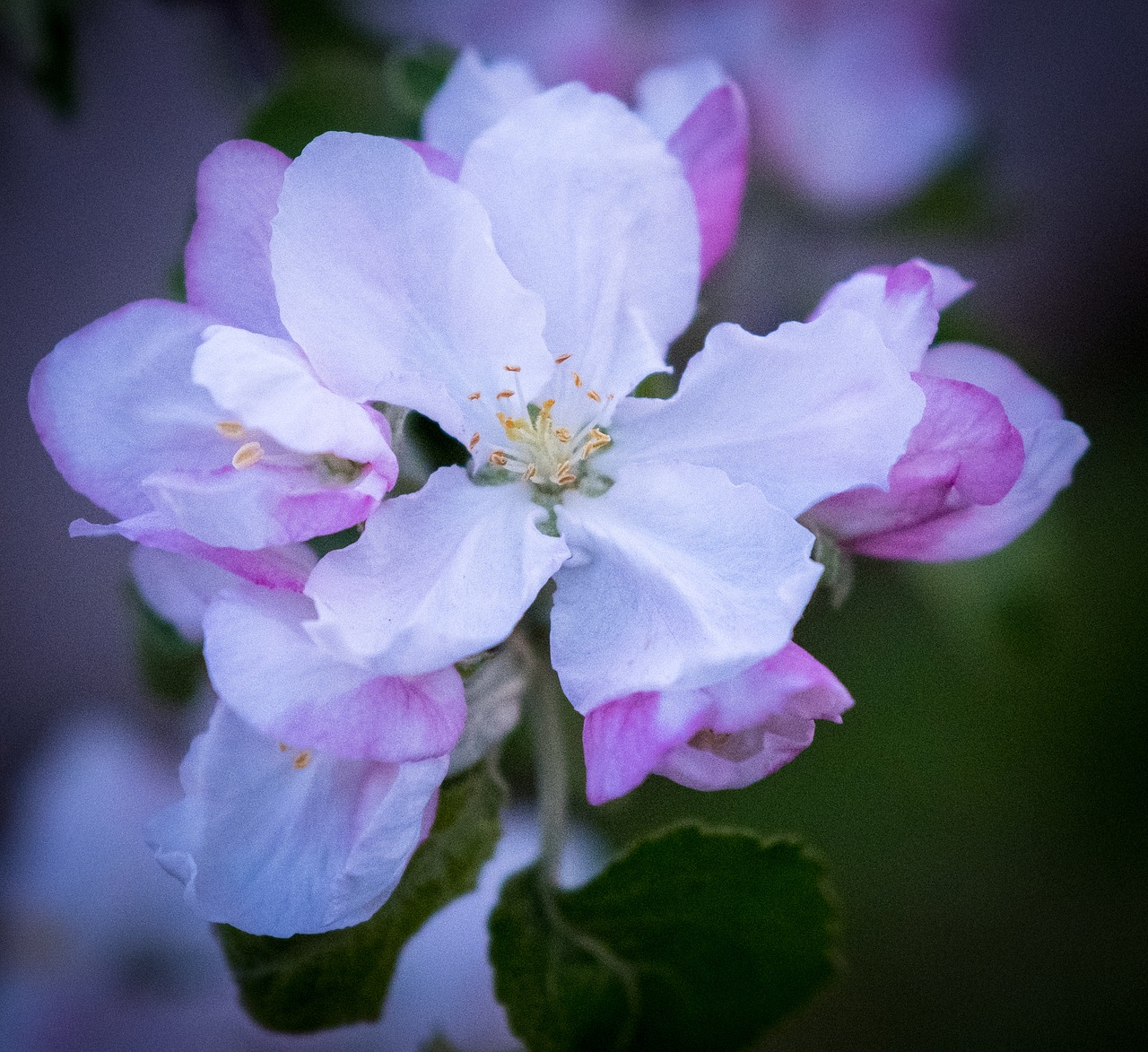 flower  plant  nature free photo