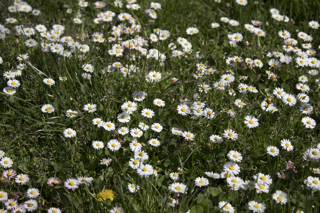 flower  plant  nature free photo